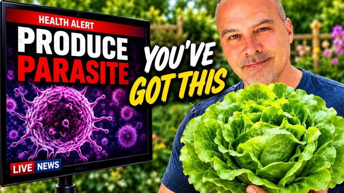 California Garden TV: Should You Stop Buying Lettuce? Should You Stop Buying Lettuce?
