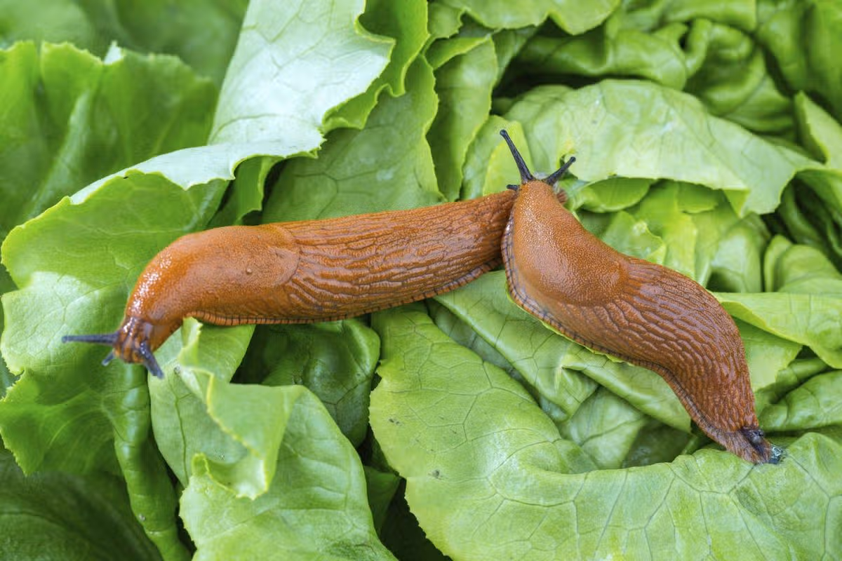 A slug in the garden eats a lettuce leaf. Snail plague in the garden Austria