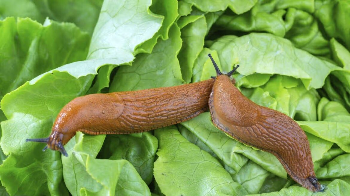 Slugs will leave your garden plants alone with 21p kitchen staple Liverpool Echo