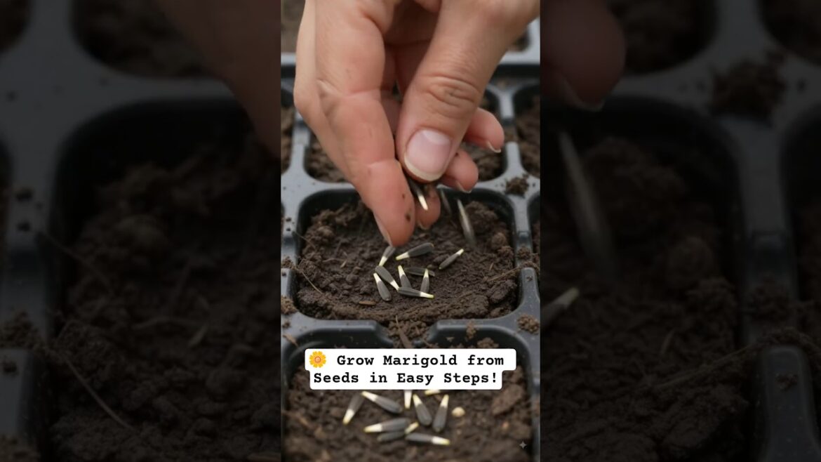 🌼 How to Grow Marigold Flowers from Seeds | Easy Gardening Tips #Shorts 🌼 How to Grow Marigold Flowers from Seeds | Easy Gardening Tips #Shorts