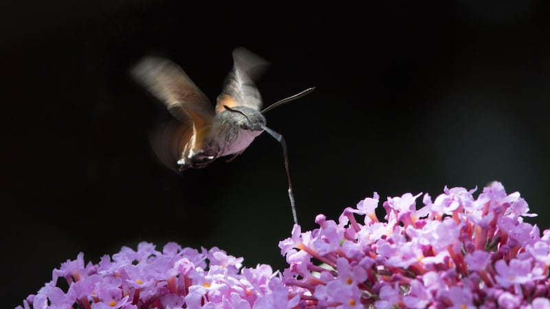 Meet four eye-catching moths to spot in your garden