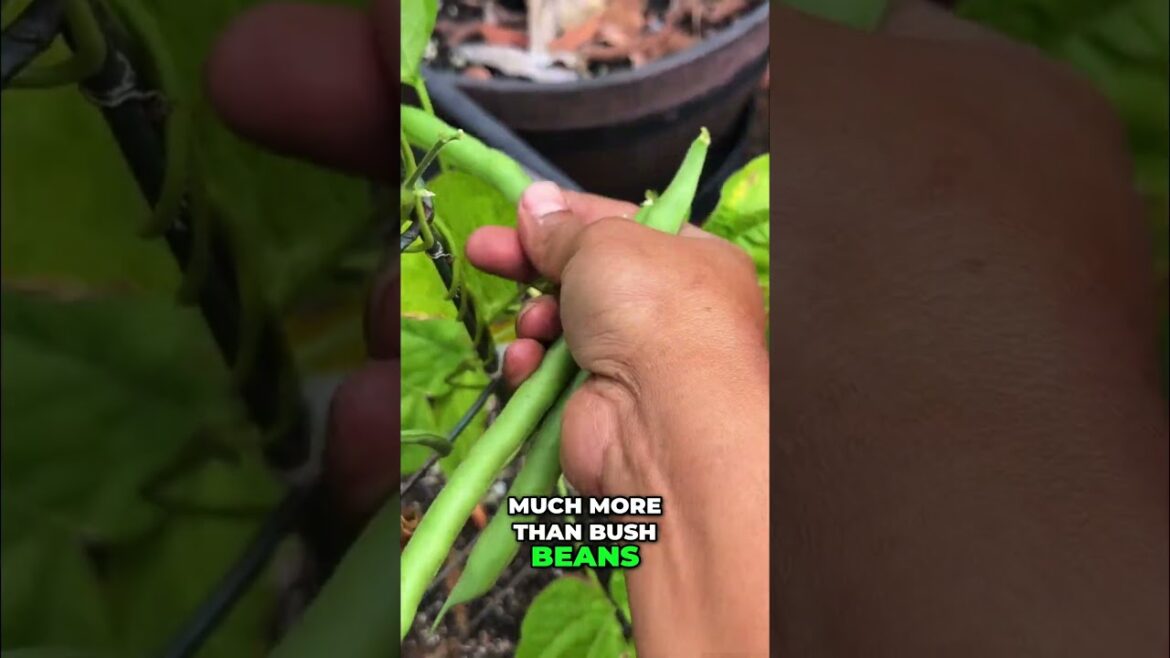 Massive Pole Bean Harvest! 🫛 So Productive in Containers