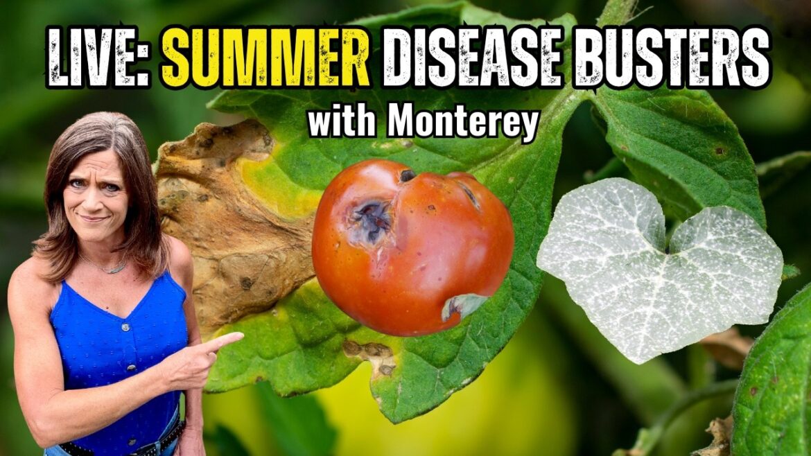 LIVE: Summer Garden Diseases: Identify, Treat & Stop the Spread: With Monterey +GIVEAWAYS!