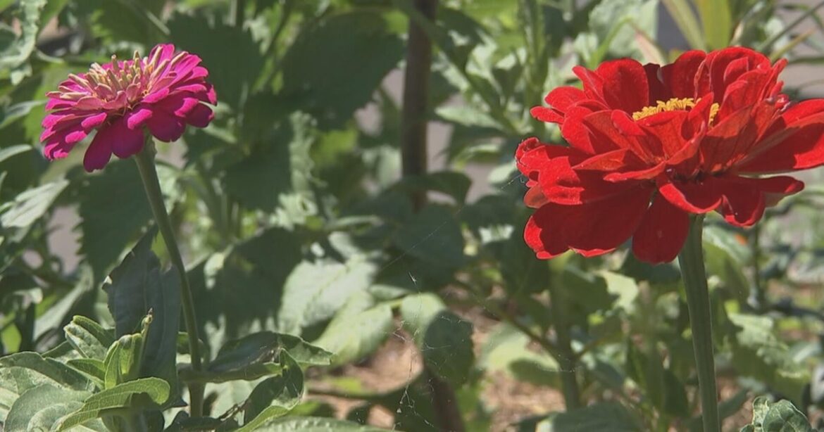Proud piece of botanical history blooming at Bartram's Garden in Philadelphia