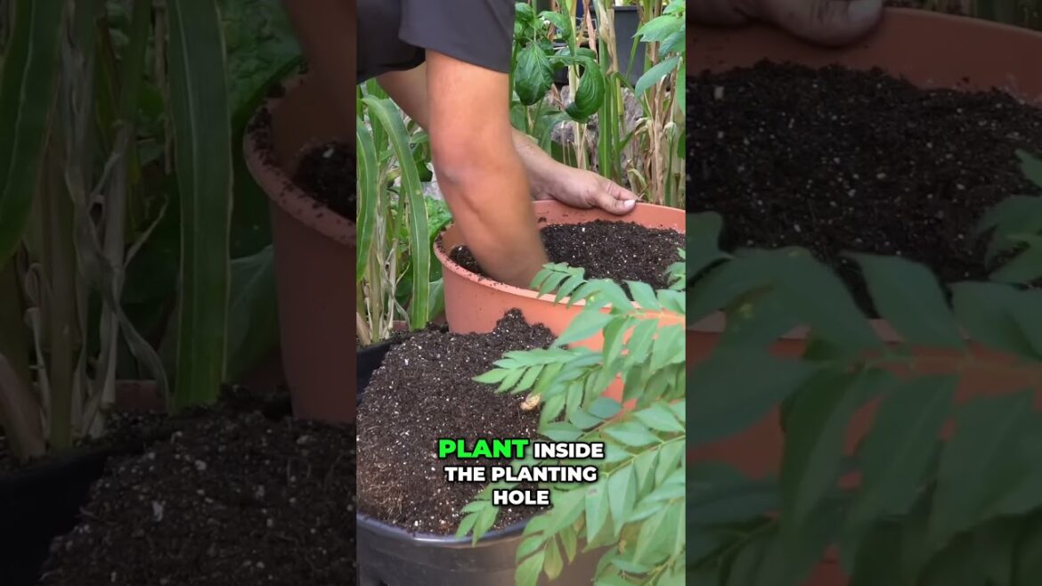 Curry Leaf Tree: Repotting for Bushy Growth! 🪴🌿