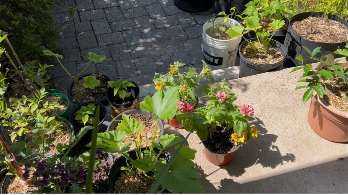 My Container Garden Tour 🌱 Vegetables, Flowers & Fruit Trees Growing on My Porch!