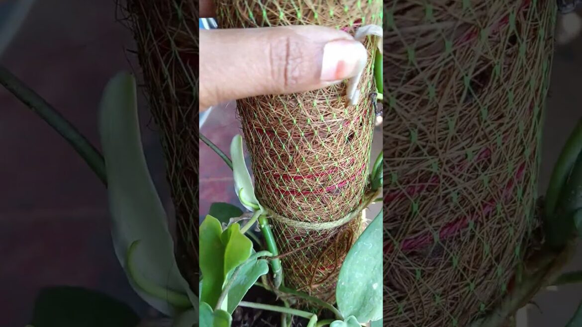 Coir pole for plants #plants #terracegardenindia #plantsofinstagram #garden Coir pole for plants #plants #terracegardenindia #plantsofinstagram #garden