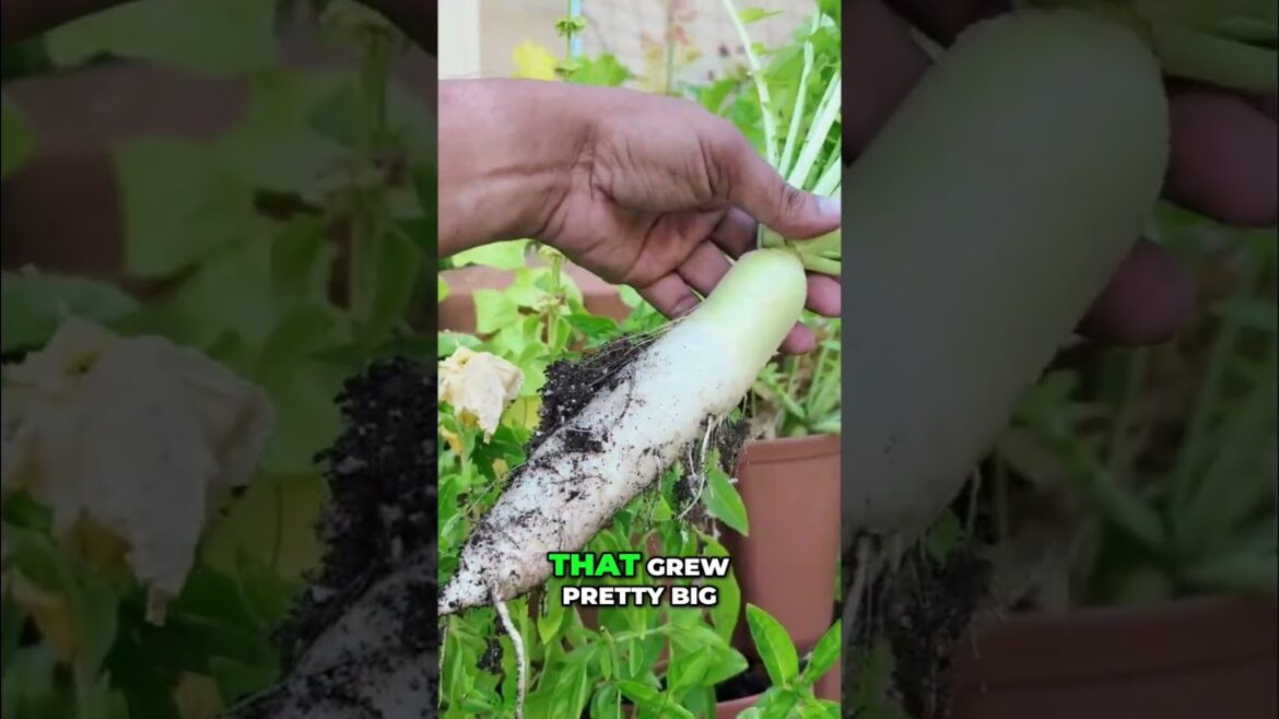 California Gardening: Giant Radishes From a Planter? Incredible GreenStalk Harvest! 🌿 Radish Growing Tips Giant Radishes From a Planter? Incredible GreenStalk Harvest! 🌿 Radish Growing Tips
