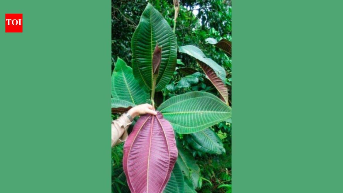In 1937, a botanical garden in Tahiti planted an ornamental tree; today, a single tree can produce 8.9 million seeds and threaten Queensland’s World Heritage rainforests