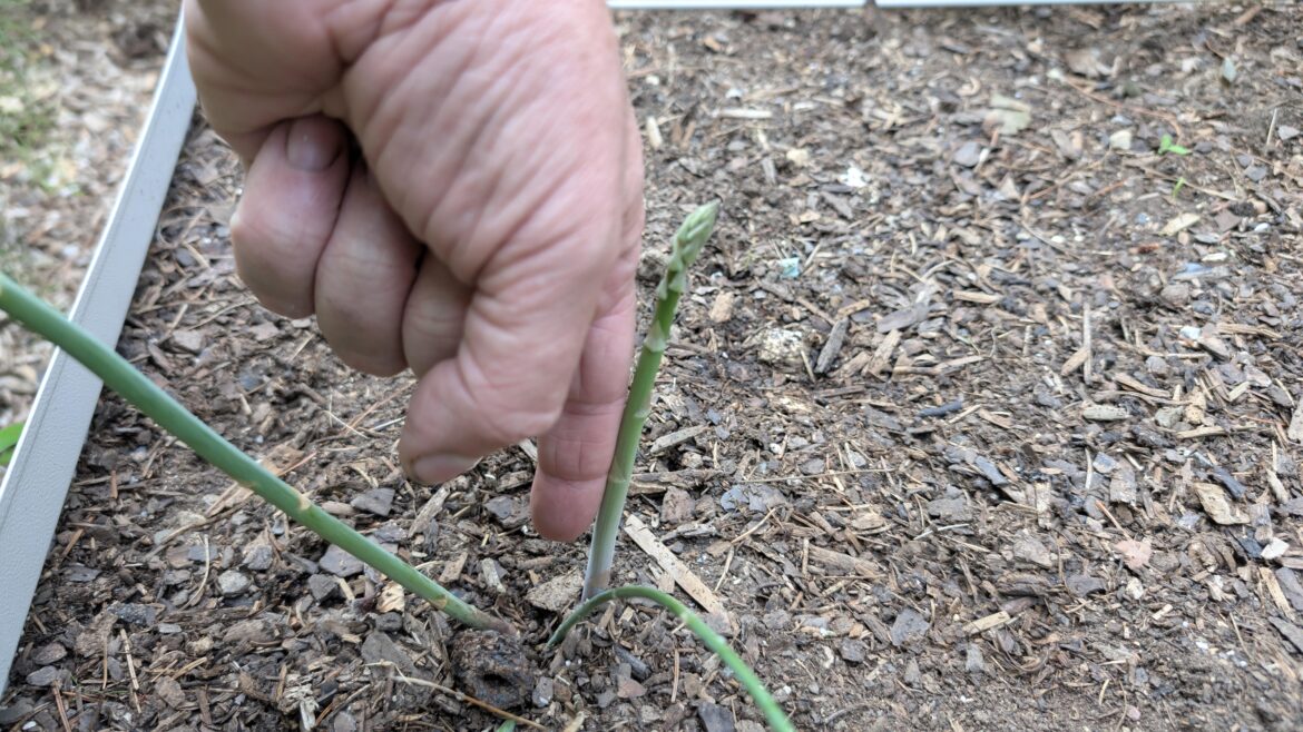 First year successfully starting asparagus question