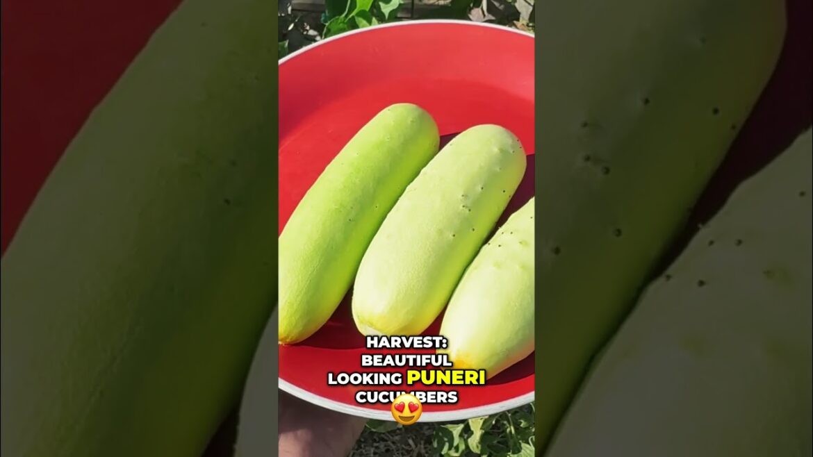 California Gardening: Grow Heirloom Puneri Cucumbers This Summer! π₯ Varieties & Harvest Grow Heirloom Puneri Cucumbers This Summer! π₯ Varieties & Harvest