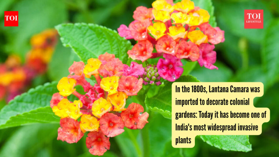 Lantana Camara: In the 1800s, Lantana Camara was imported to decorate colonial gardens: Today it has become one of India’s most widespread invasive plants Lantana Camara: In the 1800s, Lantana Camara was imported to decorate colonial gardens: Today it has become one of India's most widespread invasive plants