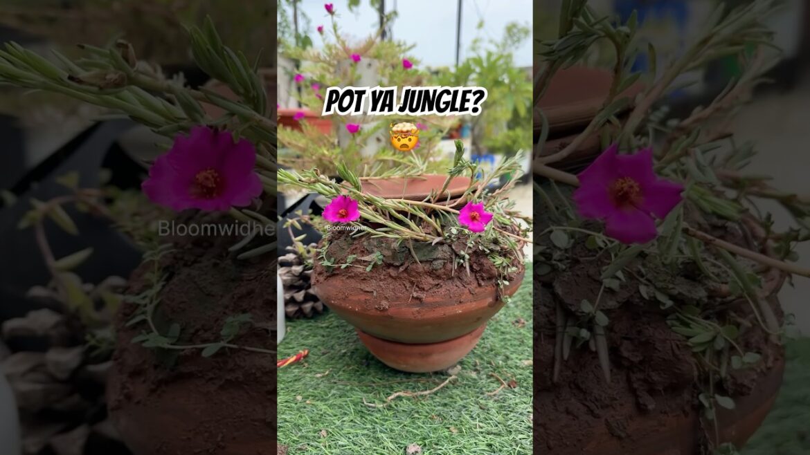 Living Art: Growing Plants ON a Clay Pot! 🌿✨ #gardening #shorts