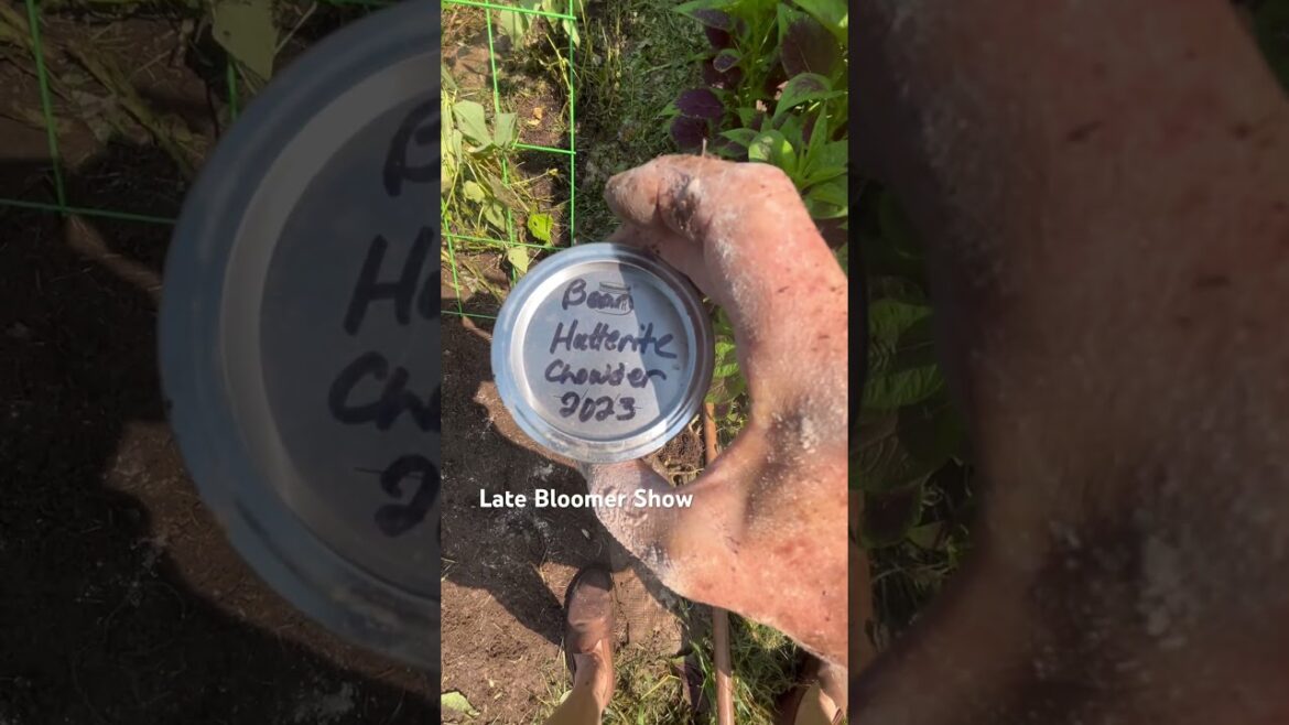 Beans whacked so I did this! #garden #savingbeans