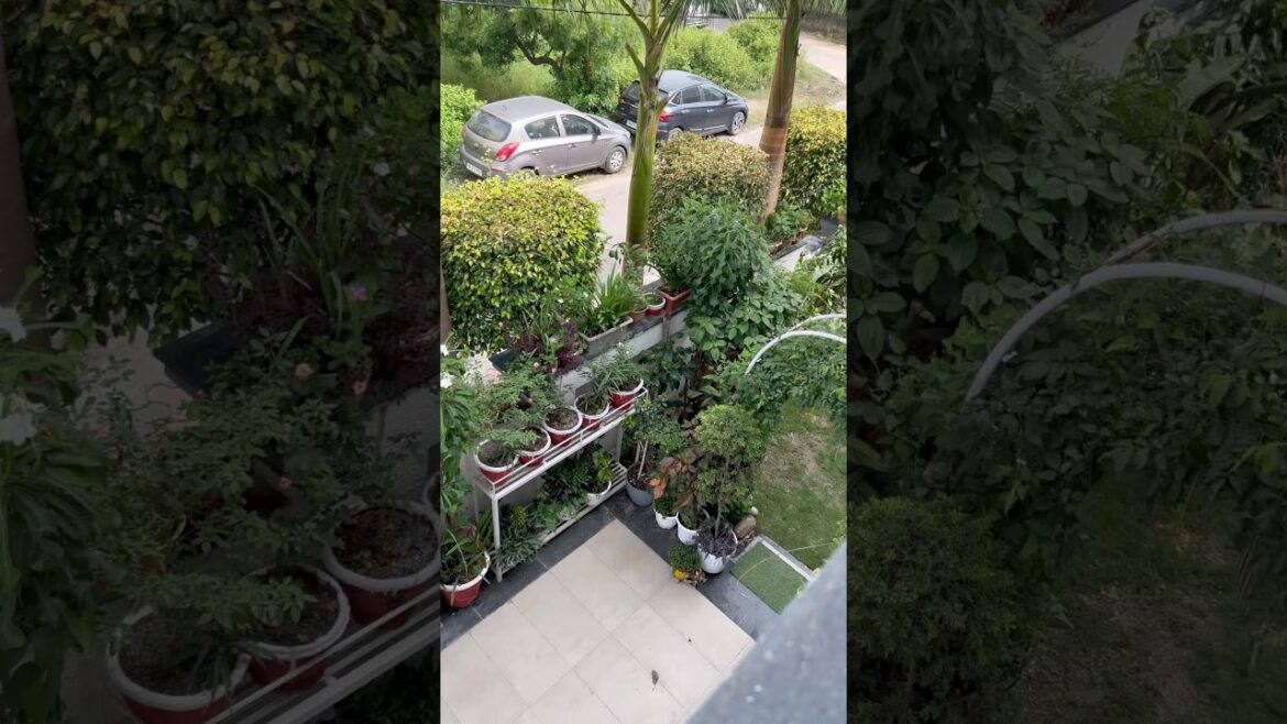 Home Gardening #gardening #homegarden #balconygarden #terracegarden #gardeningtips #plants