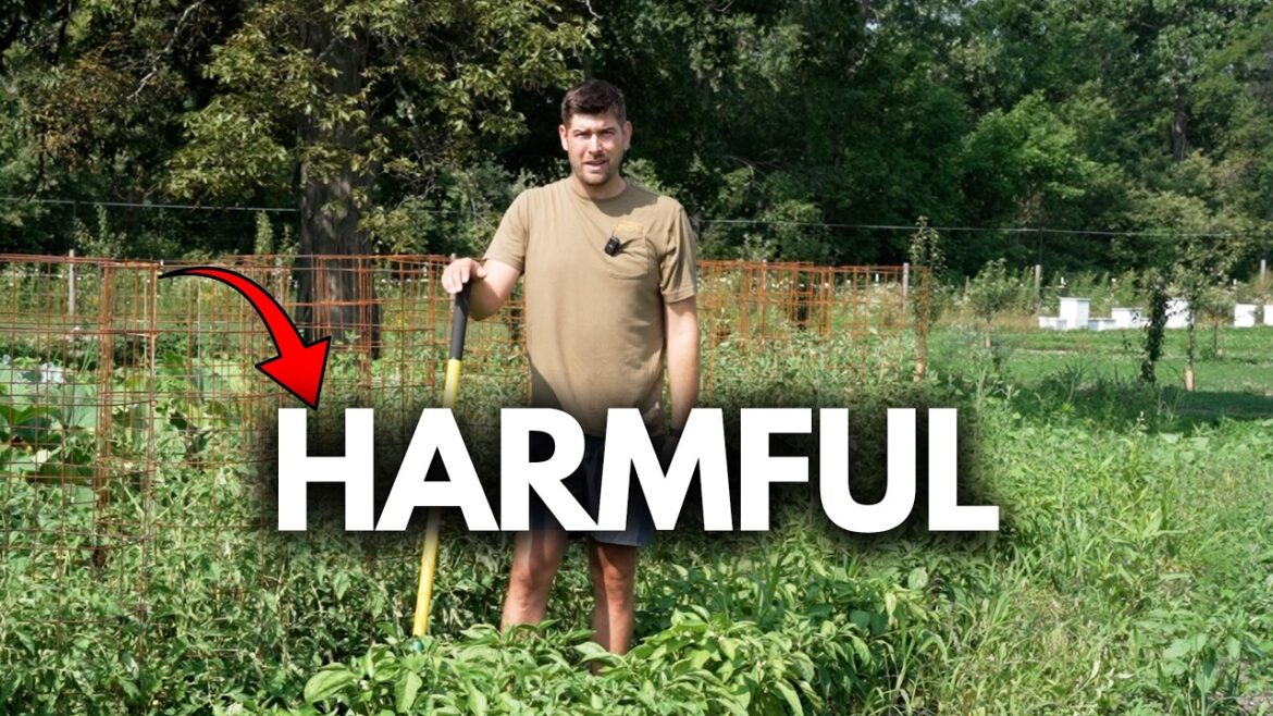 MIgardener: Most Social Media Gardening Advice is WRONG – Hot Takes From The Garden Most Social Media Gardening Advice is WRONG - Hot Takes From The Garden