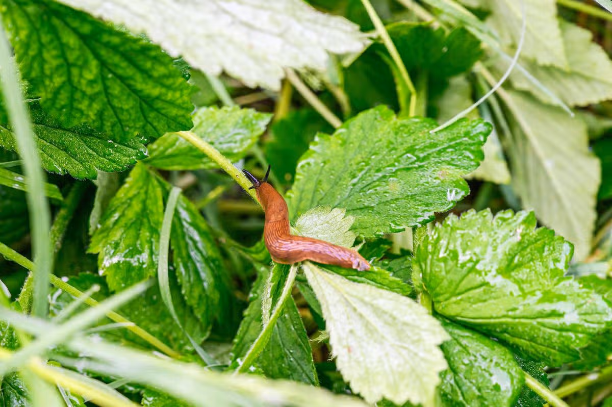 Brown slug slowly crawling on a wet green plant stem in the garden