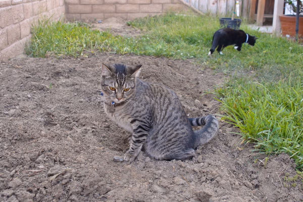 Gray tabby cat peeing on ground in backyard