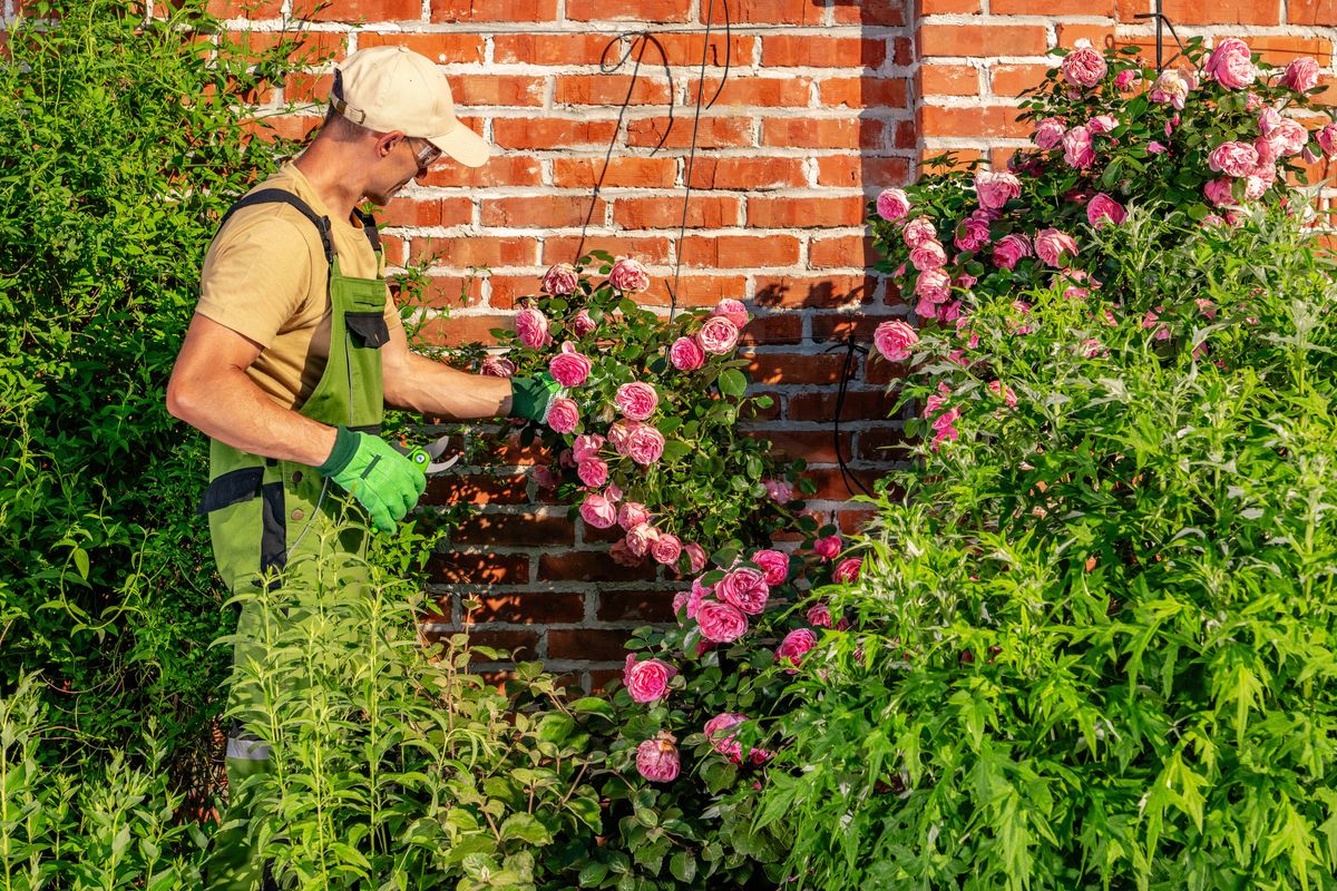A person is working in a garden, taking care of pink roses that grow next to a brick wall. The sun is shining, and the plants around the roses are green. This scene shows gardening activity in a vibrant setting.