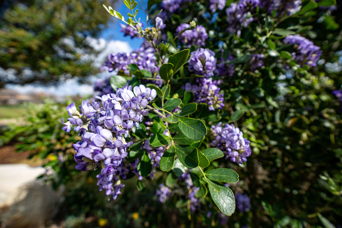 Texas mountain laurel branch with several clusters