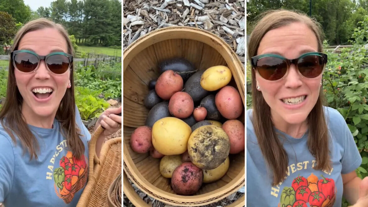 Maryland gardener comes home from vacation, needs a fourth basket as backyard harvest explodes