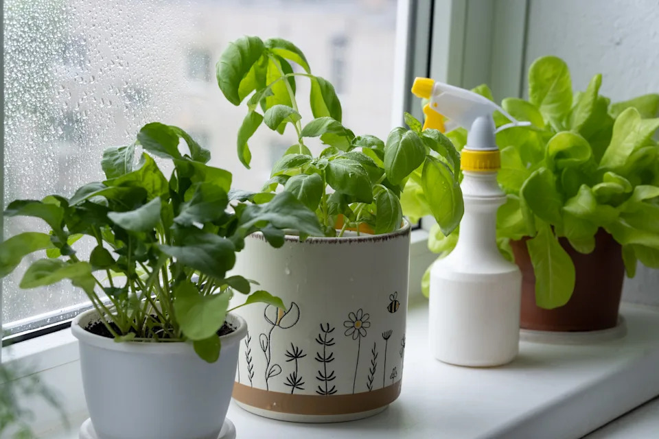 Herbs growing indoors in pots.
