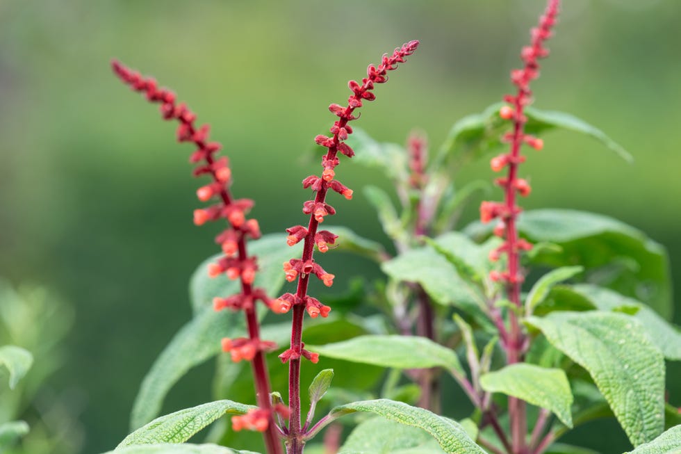 Sabra spike sage (salvia confertiflora) Sabra spike sage (salvia confertiflora)