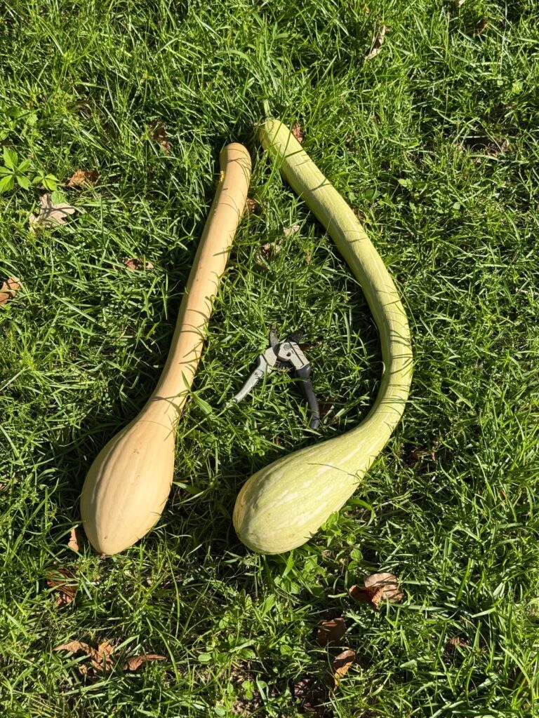 What should I do with large tromboncino squash? What should I do with large tromboncino squash?