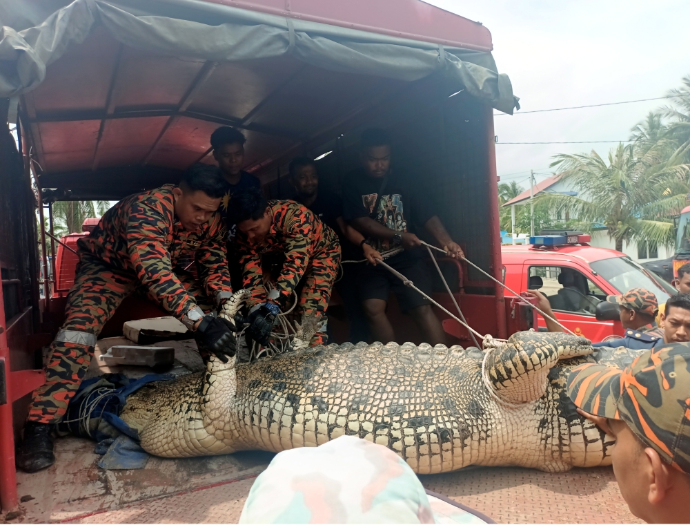 Firefighters helped by the public place a crocodile, estimated to weigh two tonnes and 4.5 metres long, into a truck after it was successfully caught by a group of fishermen at Pantai Siring, Pulai, Melaka, April 17, 2024. — Bernama pic 