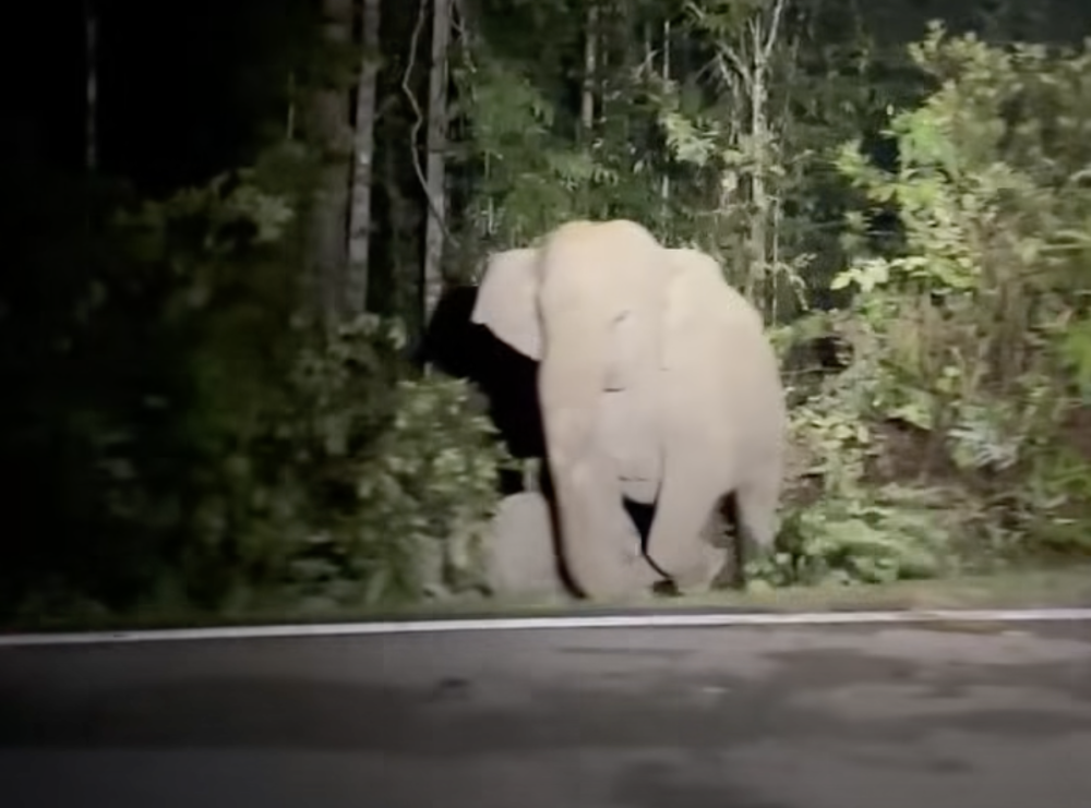 Human-wildlife encounters in Malaysia are not uncommon and can involve anything from crocodiles and snakes to elephants, tapirs and tigers, but the safest response is to keep your distance and alert the relevant wildlife authority. — Screengrab via Facebook 