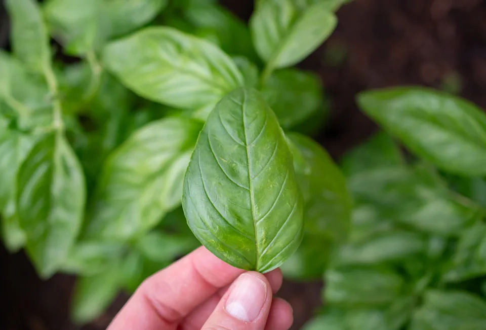 Harvesting a basil li