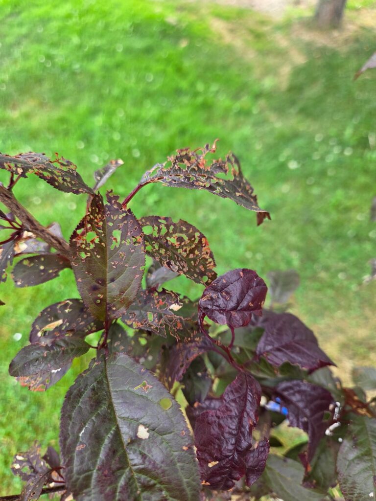 What's eating this tree?