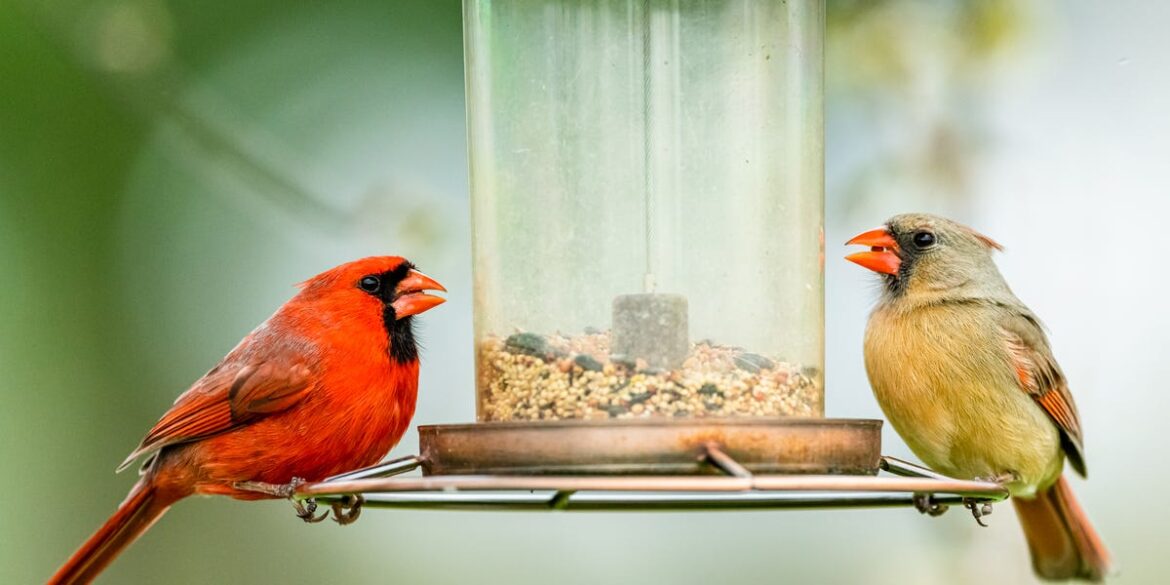 Why Birds Suddenly Stop Visiting Your Feeder—and How to Bring Them Back Why Birds Suddenly Stop Visiting Your Feeder—and How to Bring Them Back