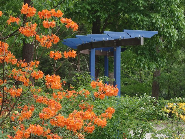 Bright orange azalea blooms fill the foreground of a lush garden, with a blue pergola partially visible among dense green trees and shrubs in the background. A gravel path winds through the landscape, creating a colorful springtime scene.