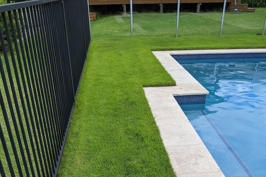 Lush, trimmed green grass borders a residential inground swimming pool.