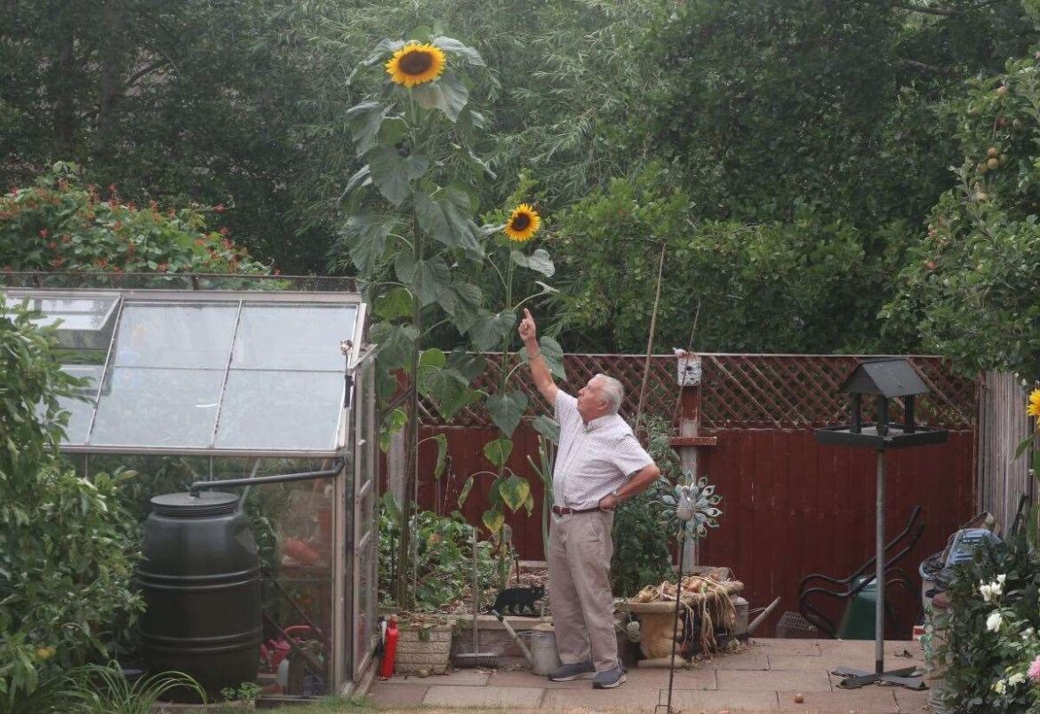 Grantham gardener grows towering 11ft 6in sunflower Grantham gardener grows towering 11ft 6in sunflower