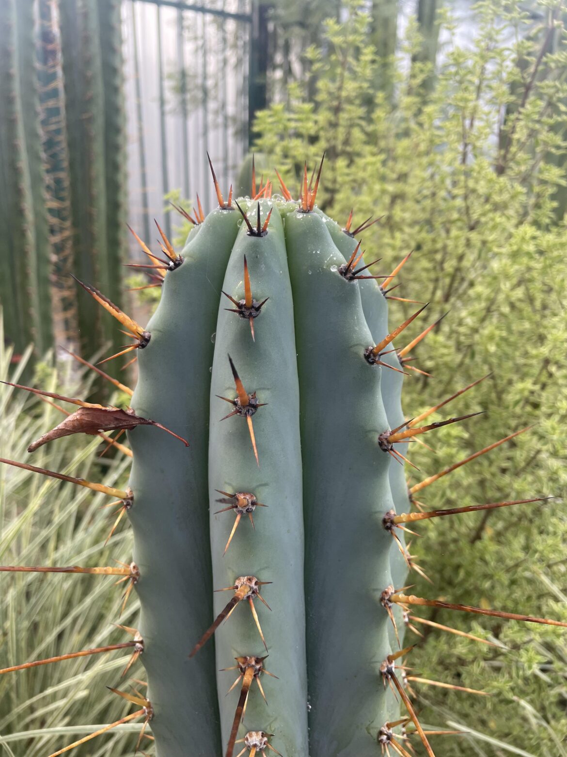 Long time grower, first time shower 🌵