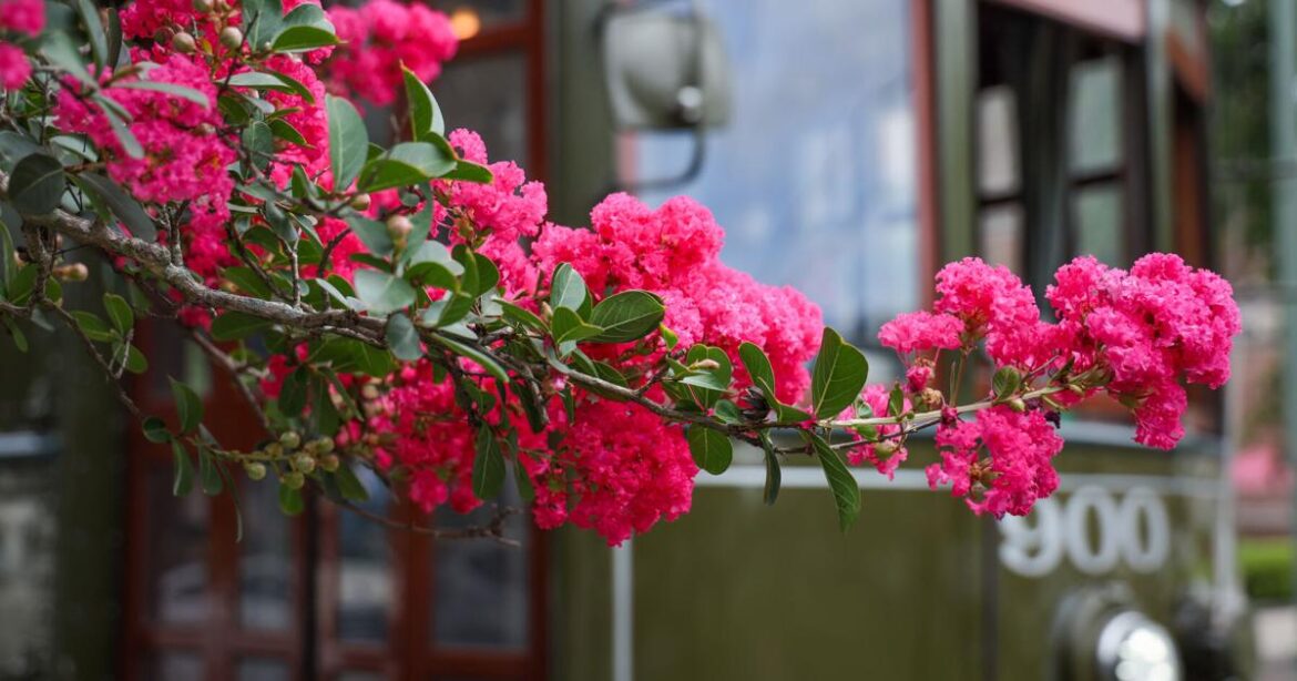 Should you cut off the seed pods on Louisiana crape myrtles? | Home/Garden Should you cut off the seed pods on Louisiana crape myrtles? | Home/Garden