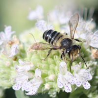 Garden Buzz: Southeast Pollinator Census is this month | Opinion Garden Buzz: Southeast Pollinator Census is this month | Opinion