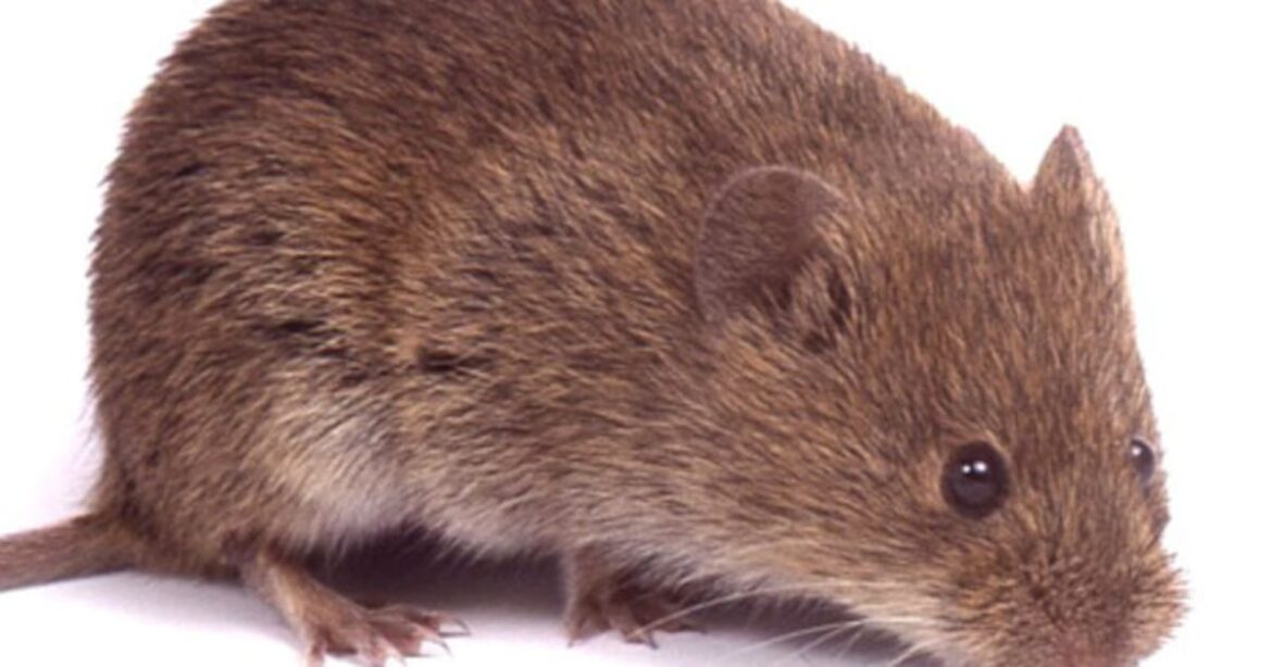 Down the Garden Path: What to know about voles in the home landscape – Shaw Local Down the Garden Path: What to know about voles in the home landscape – Shaw Local
