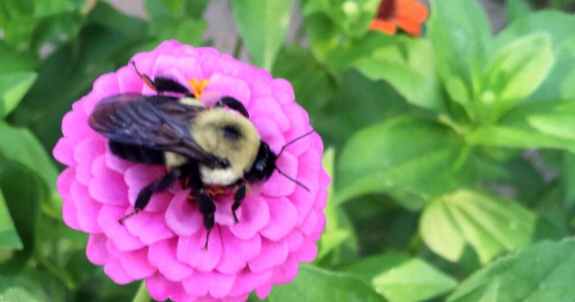 AIKEN MASTER GARDENERS: Native plants ‘gold standard’ for pollinator gardens AIKEN MASTER GARDENERS: Native plants 'gold standard' for pollinator gardens