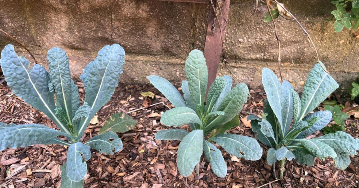 Who says a vegetable garden needs full sun? Some plants do well in shadier spots | National News
