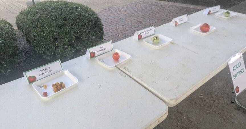 Hardeman County hosts first tomato contest; gardeners react | News Hardeman County hosts first tomato contest; gardeners react | News