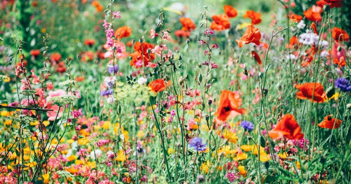 Edmonds Garden Tour Event in Full Bloom This Weekend | Home + Garden