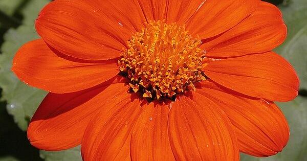 Matthew Stevens: Mexican sunflower a bright addition to the garden | Feature Columnist Matthew Stevens: Mexican sunflower a bright addition to the garden | Feature Columnist