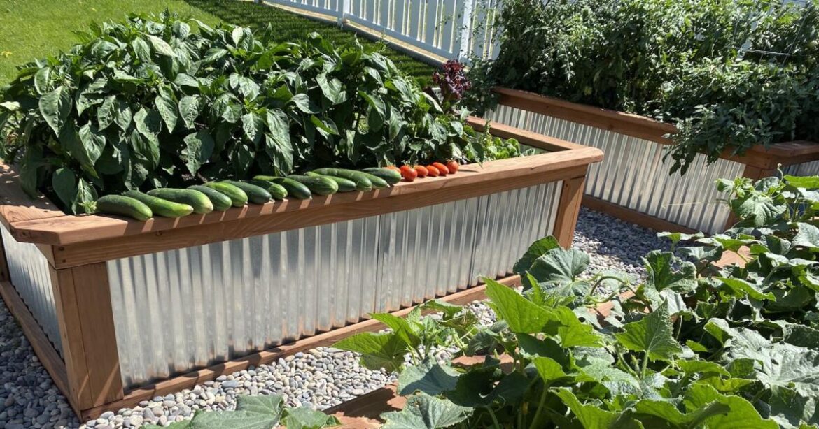 How does your garden grow? Tips for July | News