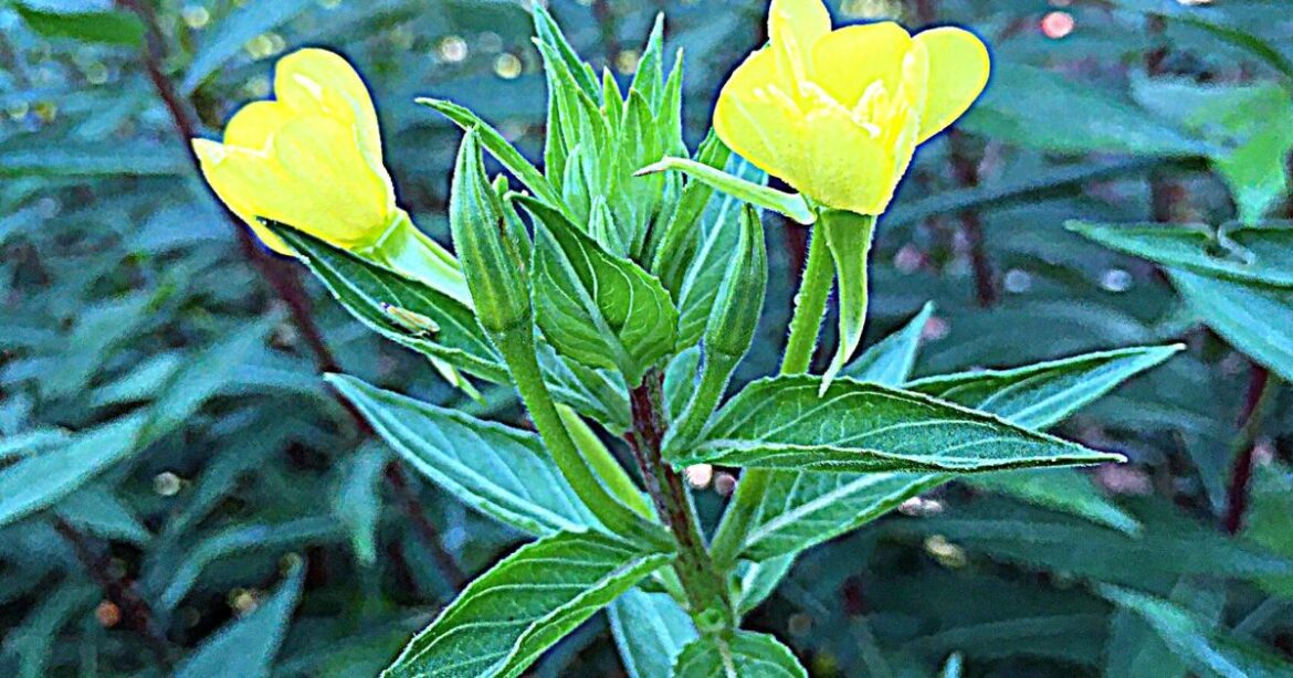 AIKEN MASTER GARDENERS: Moths are important pollinators for night-blooming plants