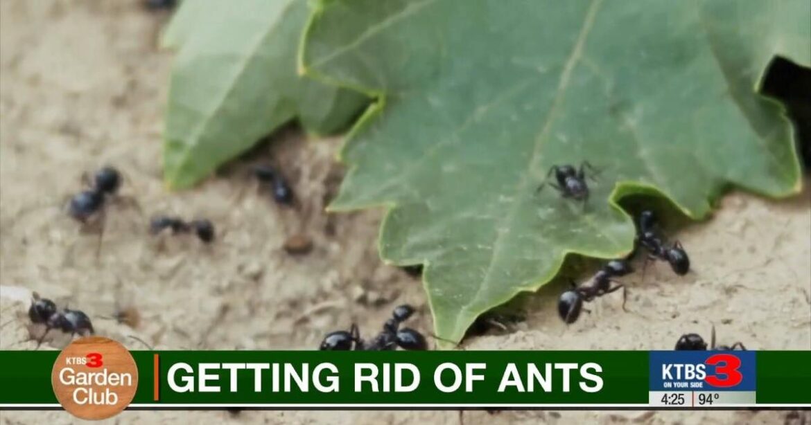 KTBS Garden Club: How to get rid of ants in potted plants | Garden Club KTBS Garden Club: How to get rid of ants in potted plants | Garden Club