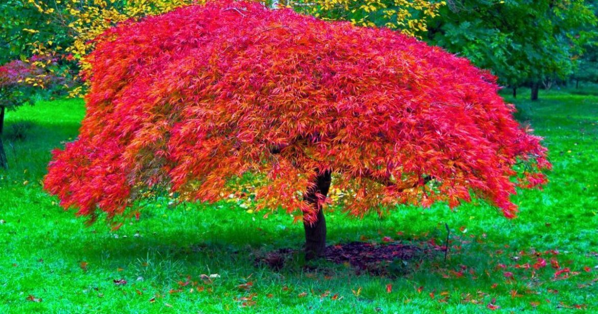 Japanese maples can grow stronger if one natural item is scattered on soil Japanese maples can grow stronger if one natural item is scattered on soil
