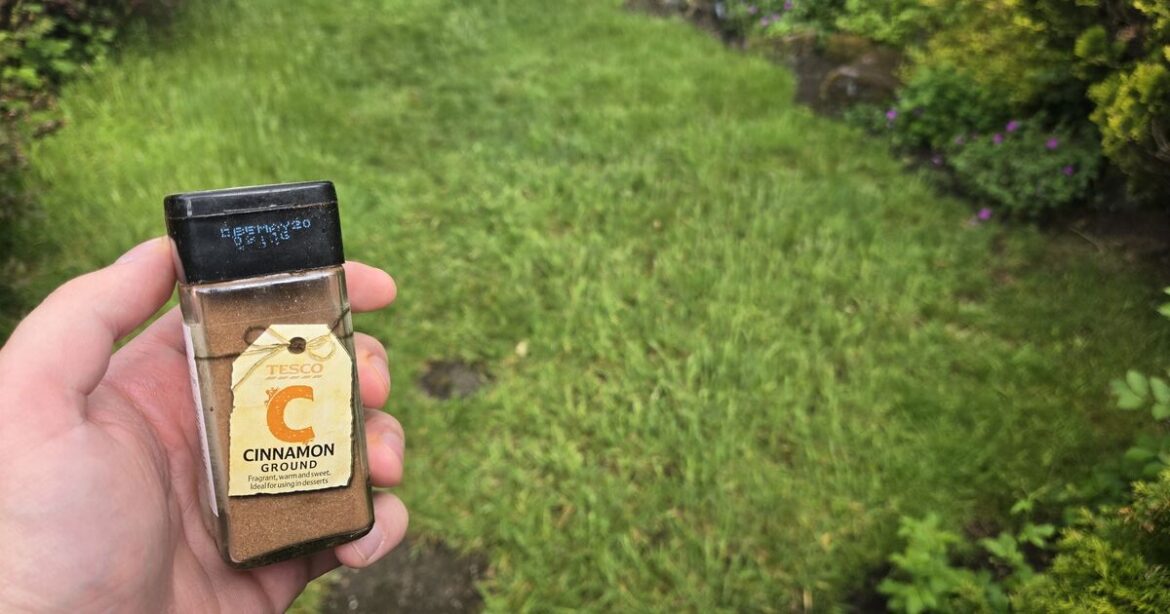 Gardeners urged to sprinkle cinnamon powder on lawn - no chemicals
